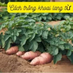 Cách trồng khoai lang từ củ chi tiết