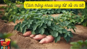 Cách trồng khoai lang từ củ chi tiết